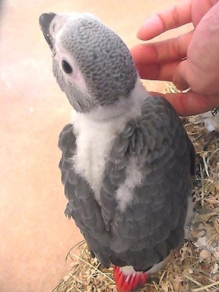 画像2: ヨウム♀ＰＨＢＩＩ１Ｉ　４９３☆９月２０日生(お迎えいただきました） (2)