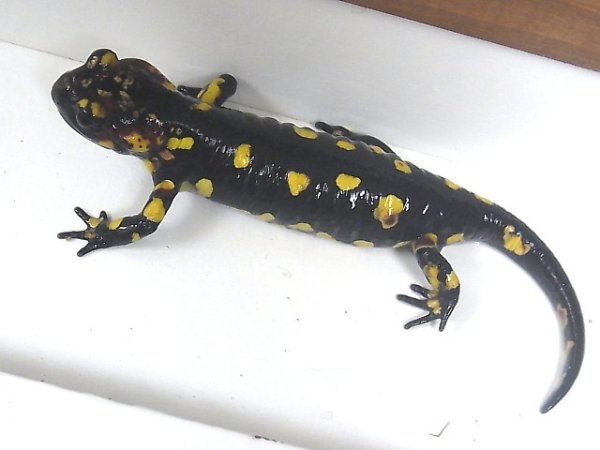 画像4: ポルトガルファイヤーサラマンダーＢ (4)