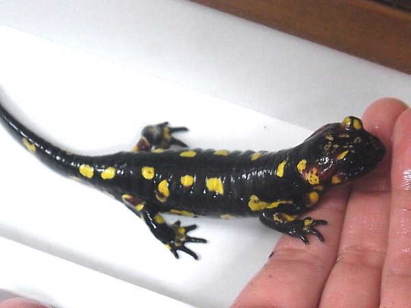 画像2: ポルトガルファイヤーサラマンダーＢ (2)