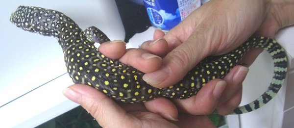 画像5: ブルーテールモニター‘ジャヤプラ産‘ＣＢベビー（ご売約いただきました） (5)