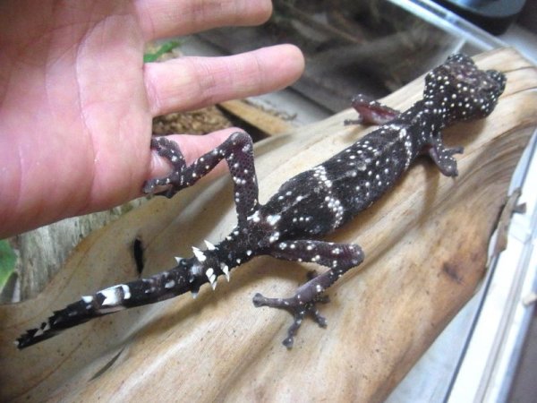 画像3: マソベササクレヤモリ★ペア (3)