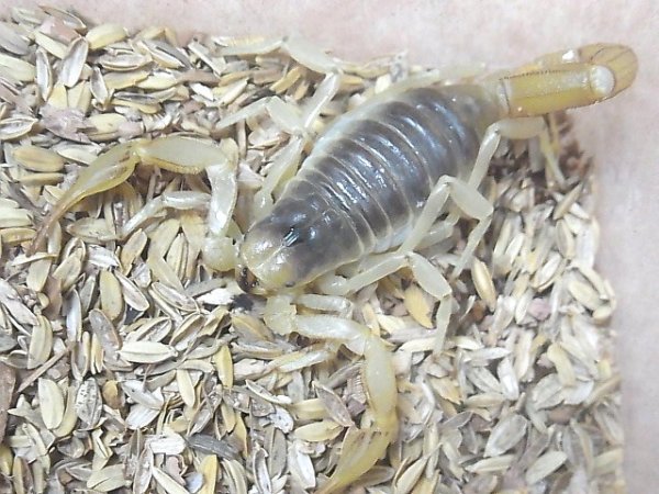 画像2: デザートヘアリー (2)