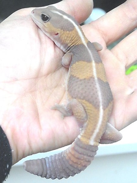 画像2: キャラメルアルビノ☆ＵＳＣＢ☆Ａ (2)