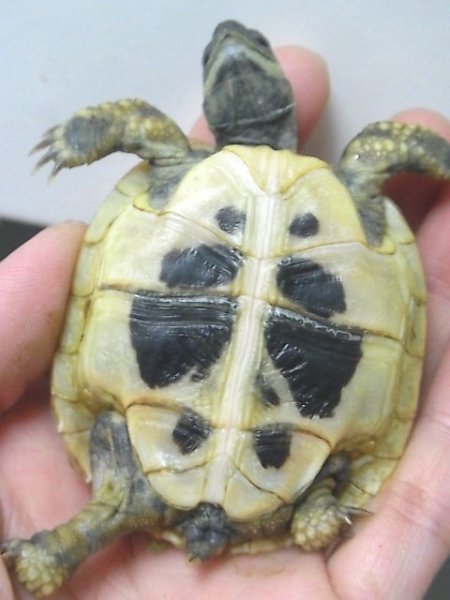 画像4: ヘルマンリクガメ☆ＥＵＣＢ☆Ｂ (4)