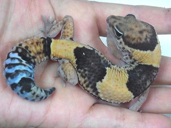 画像2: ホワイトアウトシブリング★ＵＳＣＢ（ご売約済） (2)