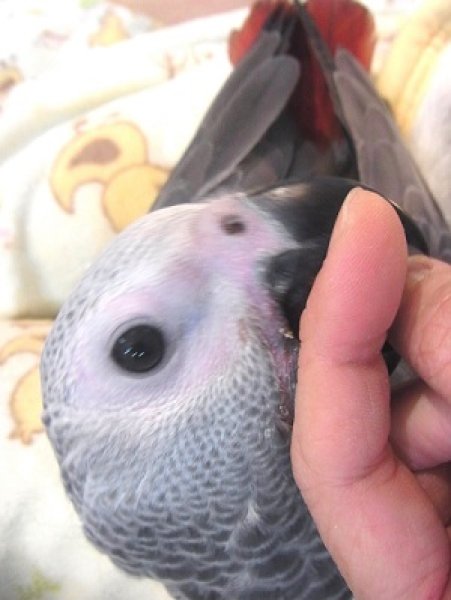 画像4: ヨウムＰＨＢＩＩ１Ｉ５２７(お迎え頂きました♪） (4)