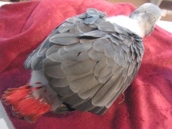 画像5: ヨウムＰＨＢＩＩ１Ｉ５３５☆女の子お迎え頂きました♪ (5)