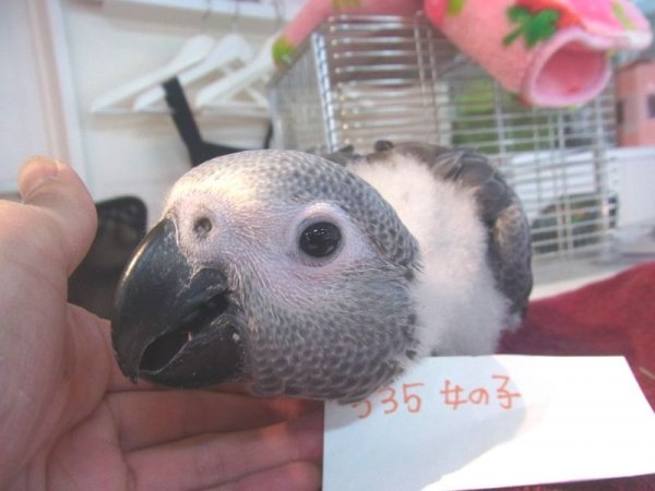 画像2: ヨウムＰＨＢＩＩ１Ｉ５３５☆女の子お迎え頂きました♪ (2)