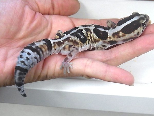 画像2: ホワイトアウト☆ＵＳＣＢ(完売しました） (2)