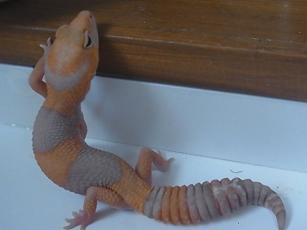 画像5: アルビノ☆ＵＳＣＢ♂（完売しました） (5)