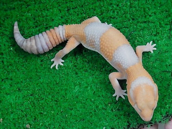 画像2: アプリコット・アルビノ☆ＵＳＣＢ♂（Ｉ様ご売約済） (2)