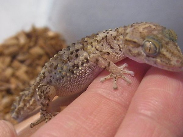 画像2: バスタールササクレヤモリ国内ＣＢ♂ (2)