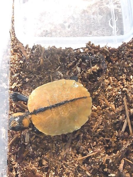 画像2: モリハコヨコクビガメＣＢベビー(ご売約済み) (2)