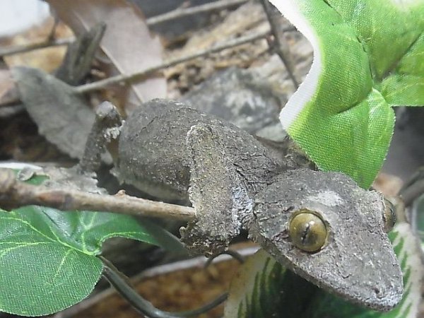 画像4: ヤマビタイヘラオヤモリＷＣ☆ペア (4)