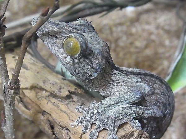 画像2: ヤマビタイヘラオヤモリＷＣ☆ペア (2)