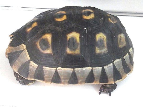 画像3: ソリガメペア♀画像（ペア販売） (3)