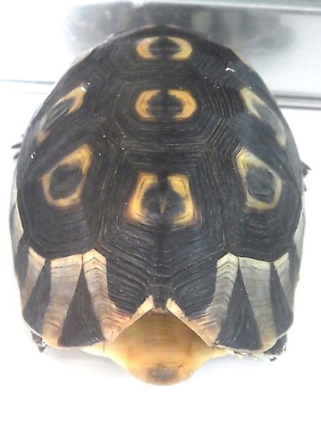 画像4: ソリガメペア♀画像（ペア販売） (4)