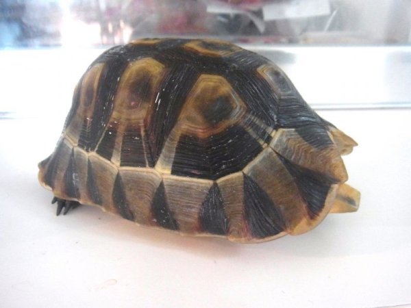 画像5: ソリガメペア♂画像（ペア販売） (5)
