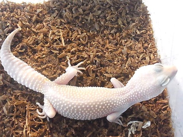 画像2: ブランコ♀☆国内CB (2)