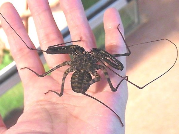 画像2: バンデッドウデムシ (2)