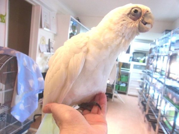 画像2: アカビタイムジオウムＰＨＢＩＩ９Ｅ１８６女の子(お迎え頂きました） (2)