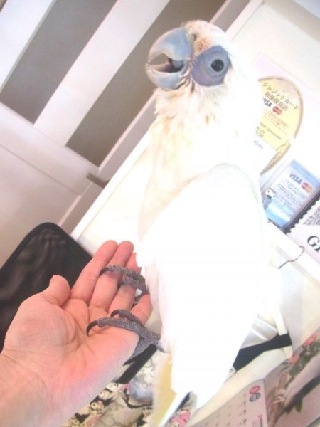 画像5: アカビタイムジオウムＰＨＢＩＩ９Ｅ１８６女の子(お迎え頂きました） (5)