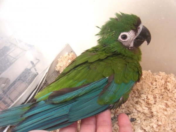 画像3: ヒメコンゴウインコ★ＰＨ１４ＡＧＣＡ３１２女の子（お迎え頂きました♪） (3)