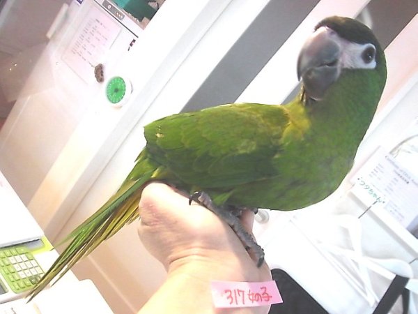 画像4: コミドリコンゴウインコＰＨ１０ＡＧＣＡ３１７女の子（お迎え頂きました♪） (4)