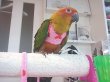 画像5: コガネメキシコインコＰＨ９ＢＧＣＡ８０３男の子お迎え頂きました (5)