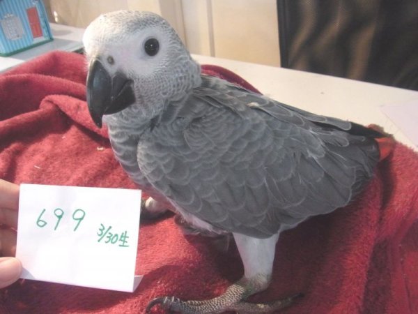 画像2: ヨウムＰＨＢＩＩ１Ｉ６９8★男の子(お迎え頂きました） (2)