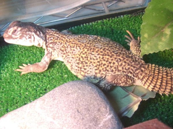 画像2: サバクトゲオアガマ★ベビー (2)