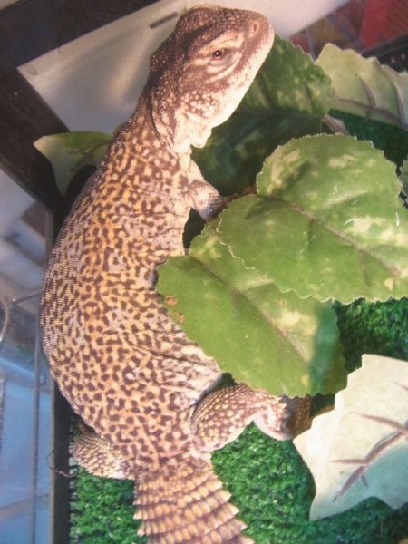 画像5: サバクトゲオアガマ★ベビー (5)