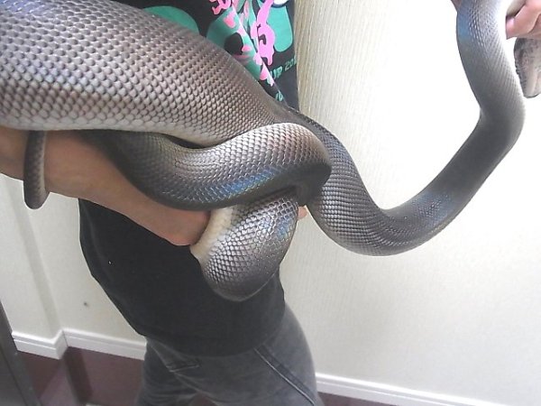 画像3: アルバーティスパイソン“ティミカブラック”♂(O様ご売約) (3)