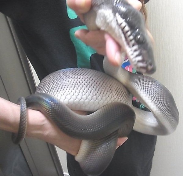 画像2: アルバーティスパイソン“ティミカブラック”♂(O様ご売約) (2)