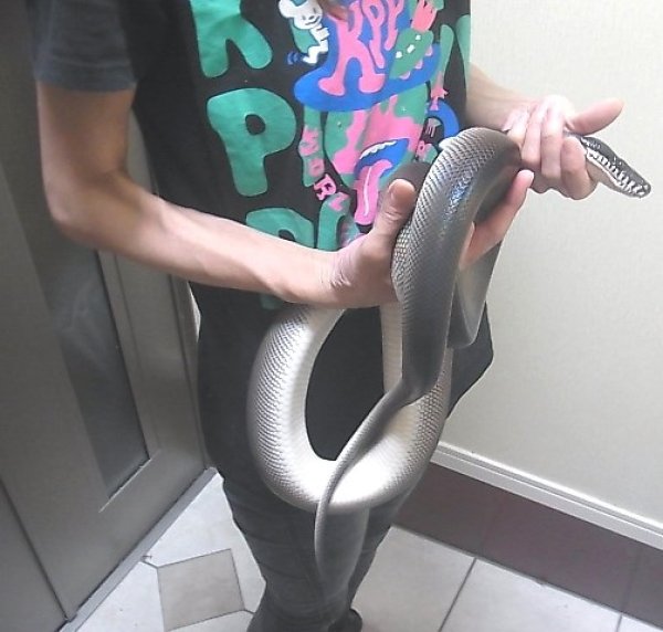 画像5: アルバーティスパイソン“ティミカブラック”♂(O様ご売約) (5)