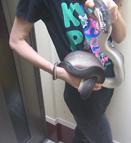 画像4: アルバーティスパイソン“ティミカブラック”♂(O様ご売約) (4)