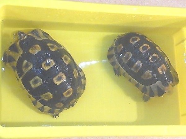 画像4: ソリガメ★ペア（完売致しました） (4)