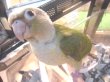 画像2: ホオミドリアカオウロコインコ（シナモン）お迎え頂きました♪ (2)