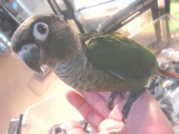 画像3: ホオミドリアカオウロコインコ「お迎え頂きました） (3)