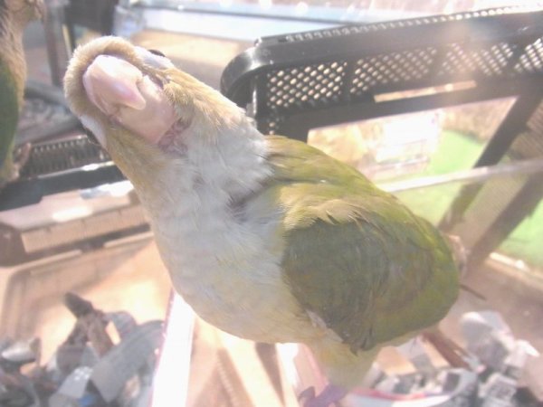 画像4: ホオミドリアカオウロコインコ（シナモン）お迎え頂きました♪ (4)