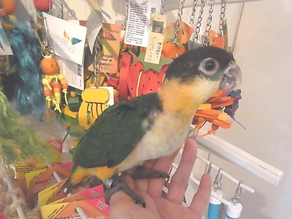 画像2: ズグロシロハラインコＰＨＢＩＩ８Ｆ１３８女の子（お迎えいただきました） (2)