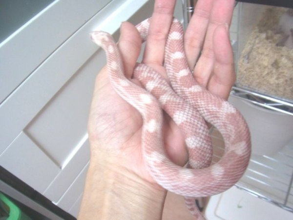 画像4: ペパーミント★ＵＳＣＢ★♂ (4)