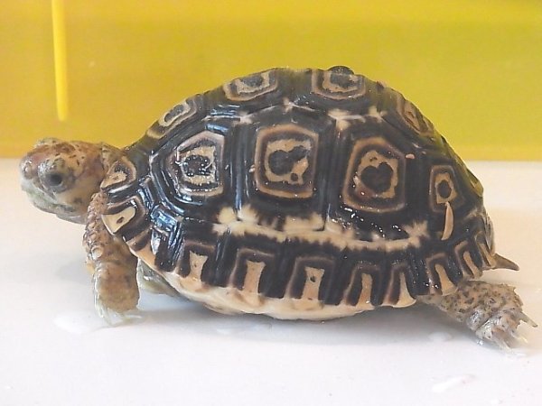 画像4: ナミビアヒョウモンリクガメ☆ＣＢベビーＡ (4)