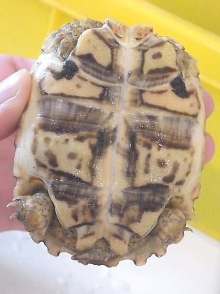 画像3: ナミビアヒョウモンリクガメ☆ＣＢベビーＡ (3)