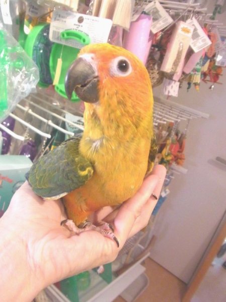 画像2: コガネメキシコインコＰＨ９ＢＧＣＡ８０2女の子(お迎え頂きました） (2)