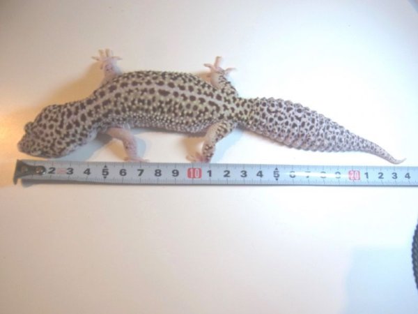 画像4: スーパージャイアントスノーエクリプス(ご売約済） (4)