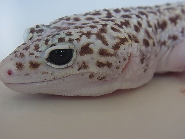 画像3: スーパージャイアントスノーエクリプス(ご売約済） (3)