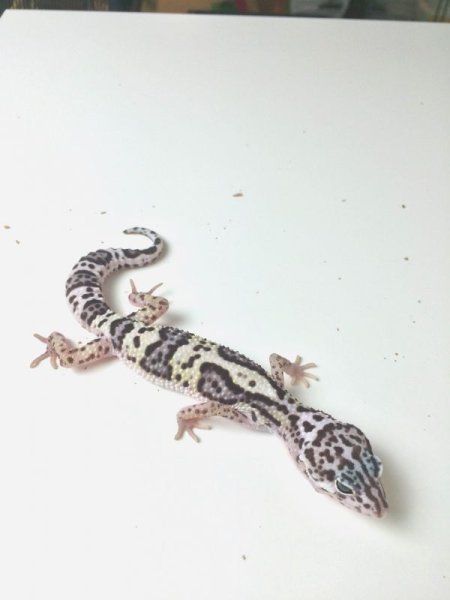 画像4: ジャングルマックスノー☆ご売約頂きました (4)