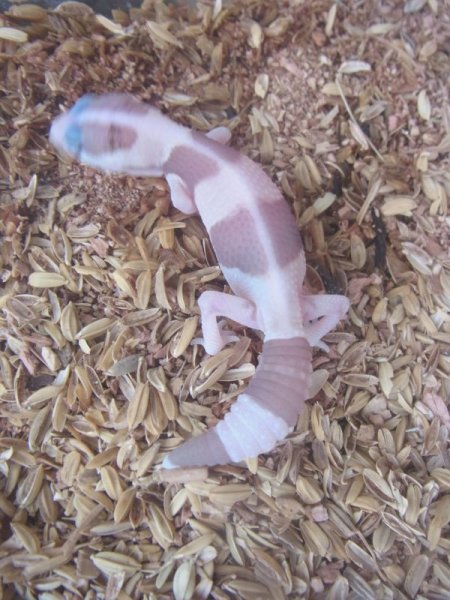 画像5: キャラメルアルビノ☆ＵＳＣＢ（ストライプ） (5)