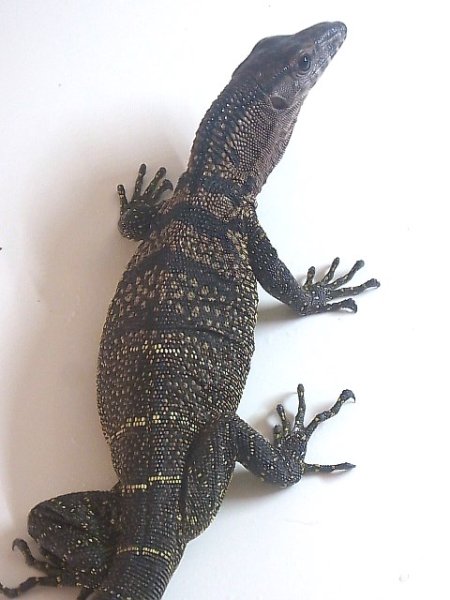 画像5: ラフネックモニター☆ (5)